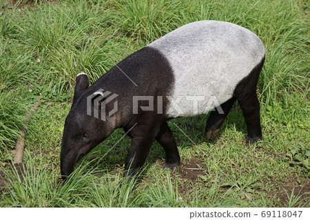 默里·巴克49 69118047