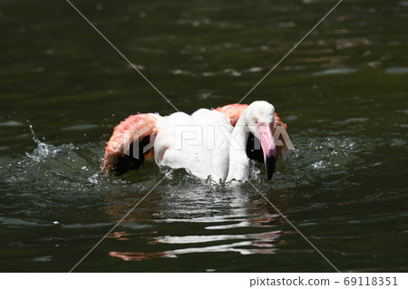 Greater flamingo 12 Greater flamingo 12 69118351