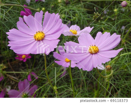 Cosmos 13 69118373