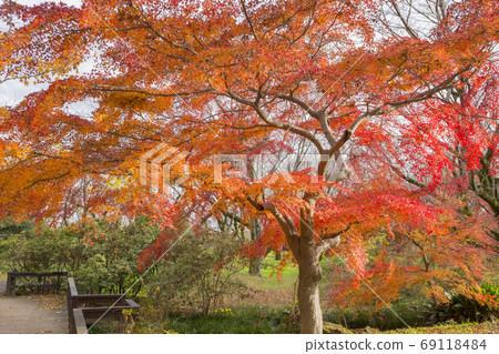 漫步在秋天的落葉 69118484