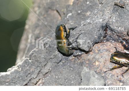 Canabun sucking sap of Kunugi Canabun sucking sap of Kunugi 69118785