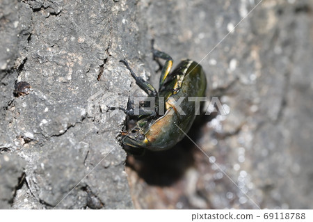 Canabun sucking sap of Kunugi 69118788