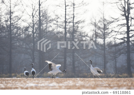 跳舞譚蝶（北海道·Tsurui） 69118861