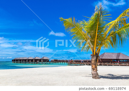 Palm tree in the Maldives 69118974