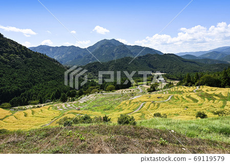 Maruyama Senmaida at the time of rice harvesting 69119579