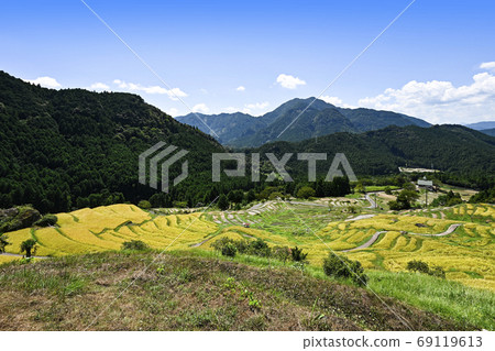 Maruyama Senmaida At The Time Of Rice Harvesting Stock Photo