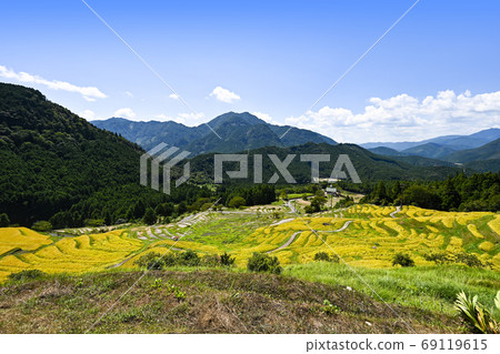 Maruyama Senmaida at the time of rice harvesting 69119615