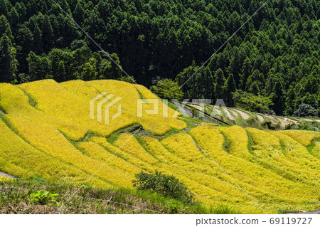 Maruyama Senmaida at the time of rice harvesting Maruyama Senmaida at the time of rice harvesting 69119727
