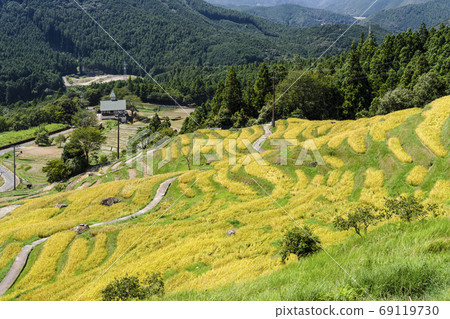 Maruyama Senmaida at the time of rice harvesting 69119730
