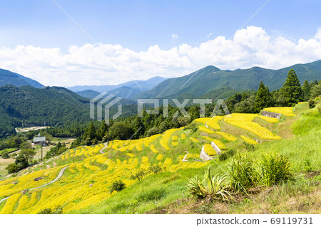 收割時的丸山千枚田 收割時的丸山千枚田 69119731