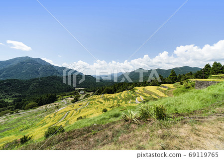 Maruyama Senmaida at the time of rice harvesting 69119765