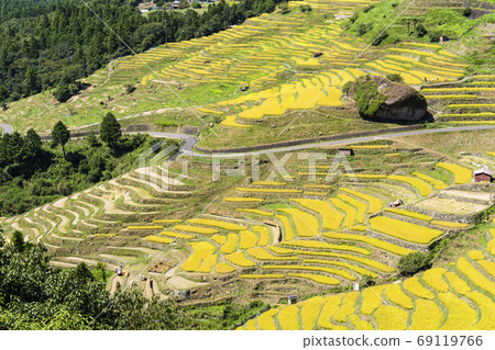 Maruyama Senmaida at the time of rice harvesting Maruyama Senmaida at the time of rice harvesting 69119766