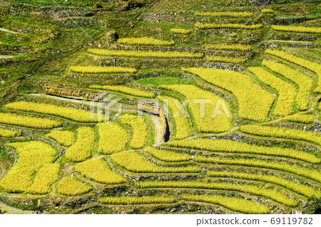 Maruyama Senmaida At The Time Of Rice Harvesting Stock Photo