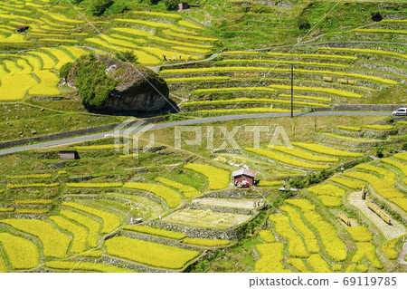 Maruyama Senmaida at the time of rice harvesting Maruyama Senmaida at the time of rice harvesting 69119785