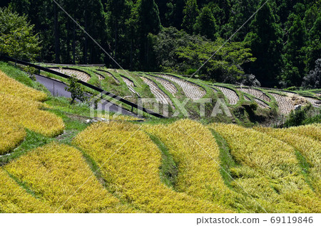 Maruyama Senmaida at the time of rice harvesting 69119846