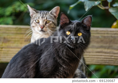 Two young cats outdoor in the garden - black cat and short hair common house cat portrait. 69120087