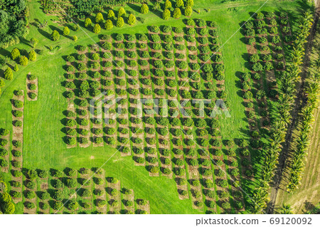 Macadamia nut farm aerial drone top view shot of farming land in Hawaii, USA. Macadamia nut farm aerial drone top view shot of farming land in Hawaii, USA. 69120092