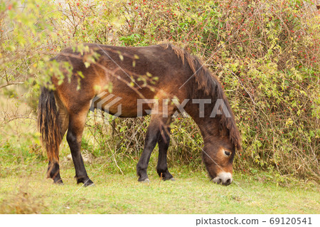 Exmoor pony, wild horse on a meadow in the fall 69120541