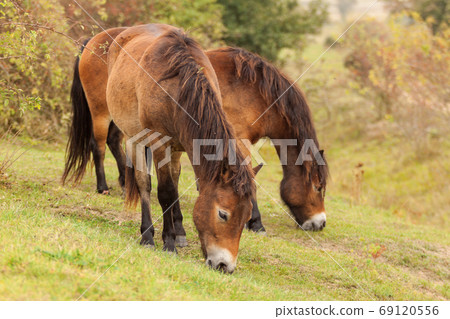 Exmoor ponies wild horses on a meadow in the fall 69120556