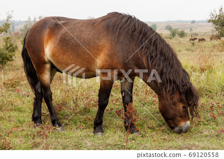 Exmoor pony wild horse on a meadow in the fall 69120558