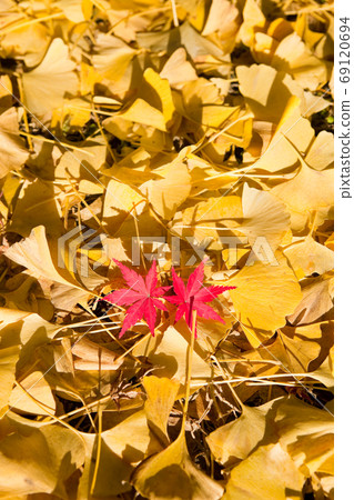 銀杏葉和楓樹 69120694