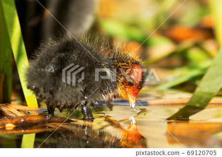 young chick of American Coot young chick of American Coot 69120705
