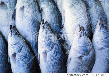 Seafood, Fresh Barramundi Fish in market Seafood, Fresh Barramundi Fish in market 69121016