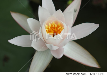 Nymphaea lotus, one large flower in thin pink with yellow pollen Nymphaea lotus, one large flower in thin pink with yellow pollen 69121496