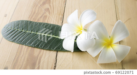 Leelawadee an isolated on white with clipping paths. Leelawadee an isolated on white with clipping paths. 69122071