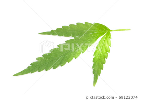 Cannabis leaves an isolated on white background 69122074