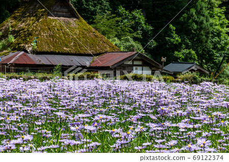 京都北山友禪菊花 京都北山友禪菊花 69122374