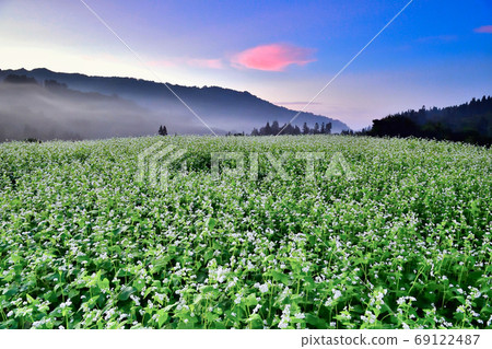 Buckwheat field in the early morning Buckwheat field in the early morning 69122487