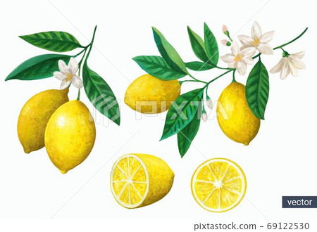 Vector set of watercolor vintage lemon branches with flowers and fruits on white background. 69122530