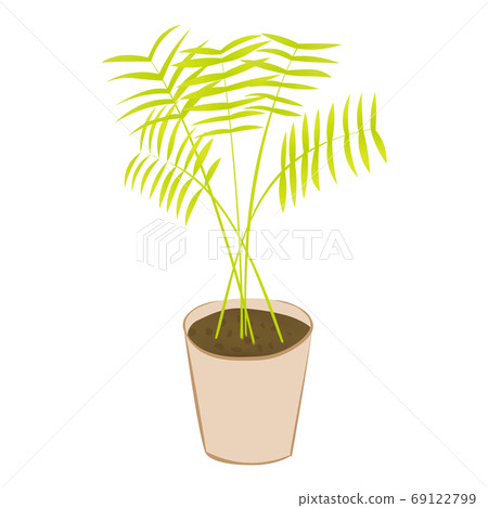 Table palm of houseplant (vector illustration) Table palm of houseplant (vector illustration) 69122799