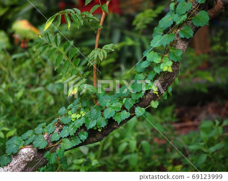 Wisteria trunk with ivy Wisteria trunk with ivy 69123999