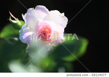可愛的花瓣玫瑰 可愛的花瓣玫瑰 69124077