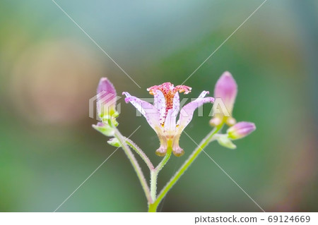 美麗的台灣Hototogisu花在陽光穿過樹林，八月 69124669