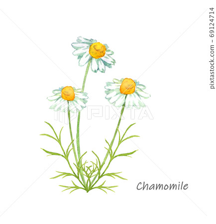 Chamomile watercolor 69124714