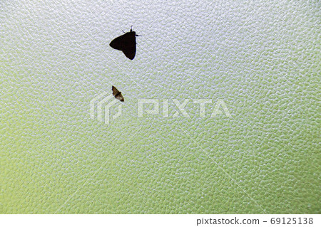 Moth perched on a window glass Moth perched on a window glass 69125138