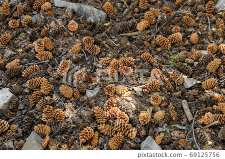 Close up shot of many Conifer cone on the ground 69125756