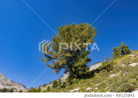 Morning view of the beautiful landscape around the Ruby Crest Tr 69125841