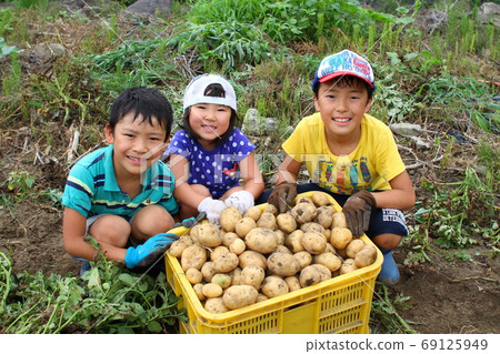 3兄弟姐妹挖土豆 69125949