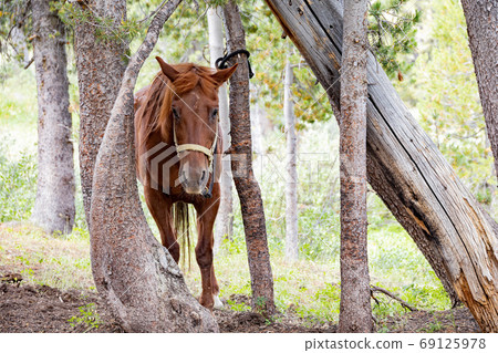 Close up shot of a beautiful horse 69125978