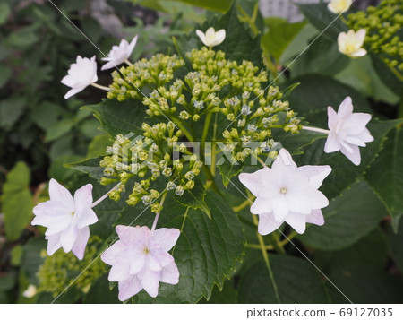 稱為墨田煙花的不尋常繡球花 69127035