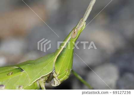 Shorurigata Shorurigata 69127236