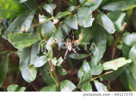 A spider insect named wasp. A spider insect named wasp. 69127270