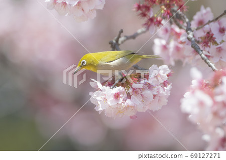 Kanzakura and Mejiro Kanzakura and Mejiro 69127271