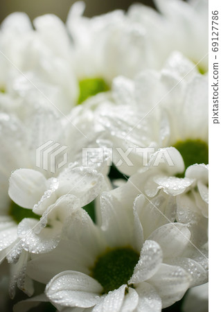 Wet chrysanthemum macro photo Wet chrysanthemum macro photo 69127786