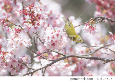 Cold cherry blossoms and whitetail Cold cherry blossoms and whitetail 69128397