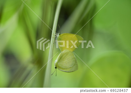 Male and female of summer-type black swan 69128437